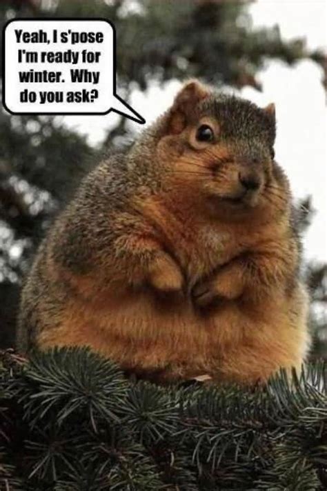 squirrel memes